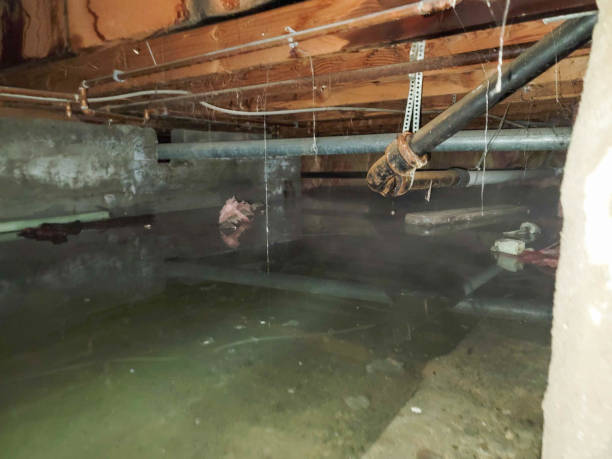Best Basement water damage restoration  in Shawneetown, IL