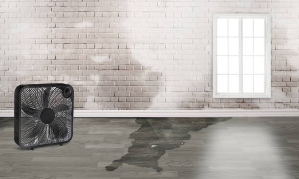 Water damage restoration experts in IL