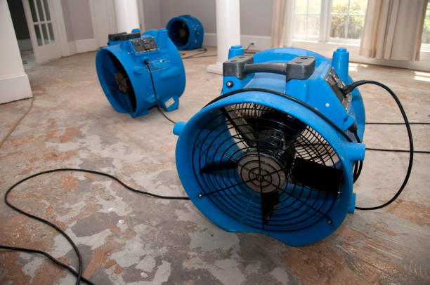 Best Mold removal after water damage  in Shawneetown, IL